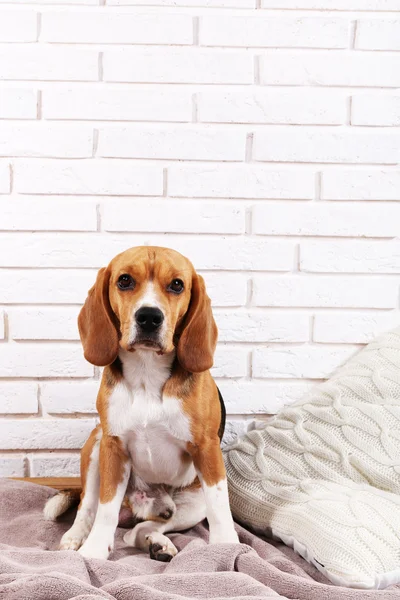 Beagle perro en fondo de pared — Foto de Stock