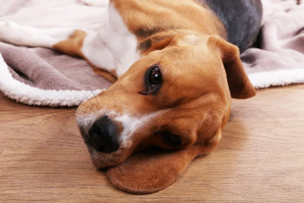 Beagle perro primer plano — Foto de Stock