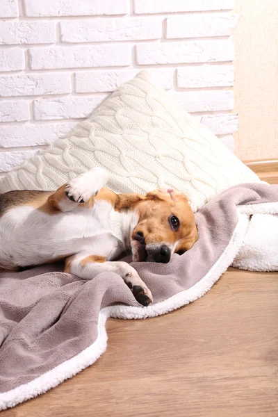 Beagle cão no fundo da parede — Fotografia de Stock