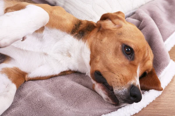 Beagle cane sul letto primo piano — Foto Stock