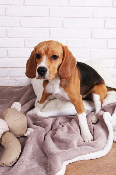 Beagle hund på sängen närbild — Stockfoto
