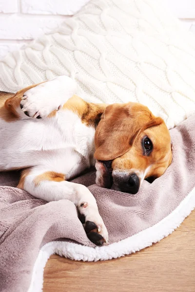 Beagle hond op bed close-up — Stockfoto