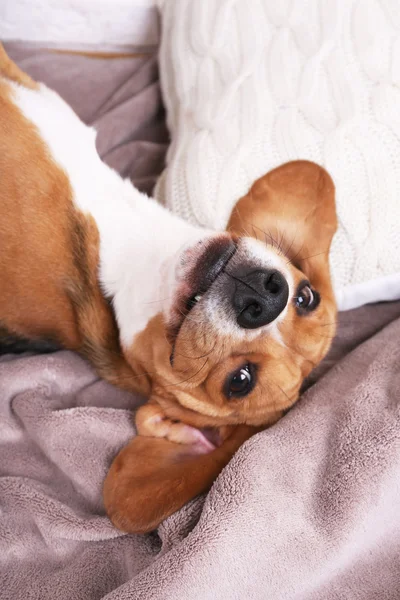 Beagle cão na cama close-up — Fotografia de Stock