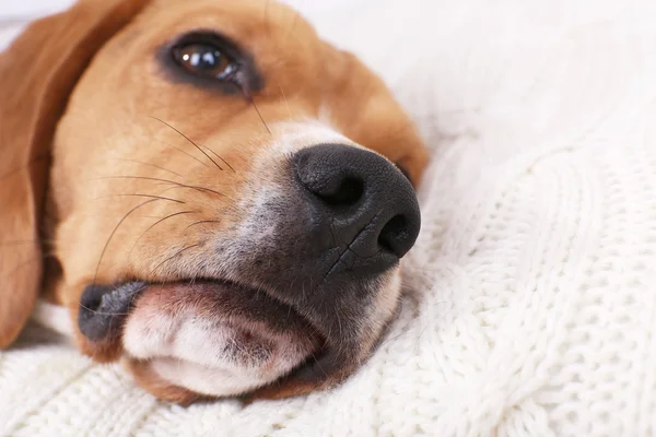 Beagle köpek yastık yakın çekim üzerinde — Stok fotoğraf