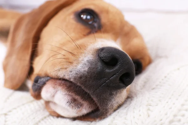 Beagle cão no travesseiro close-up — Fotografia de Stock