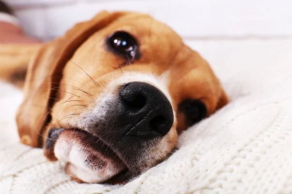 Beagle cão no travesseiro close-up — Fotografia de Stock