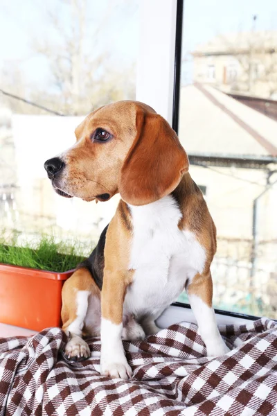 Beagle psa na pozadí okna — Stock fotografie