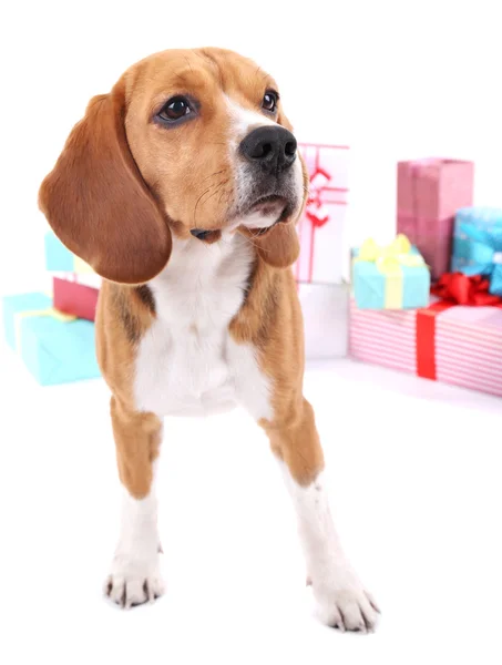 Beagle dog with gifts — Stock Photo, Image