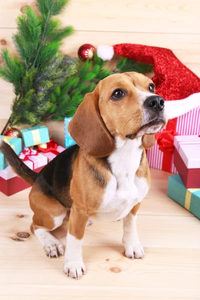 Beagle perro con regalos de Navidad — Foto de Stock