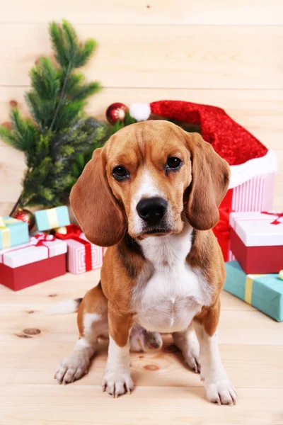 Beagle dog with Christmas gifts — Stock Photo, Image