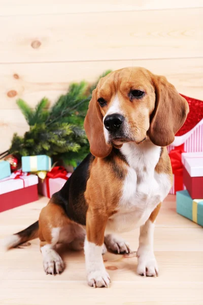 Beagle dog with Christmas gifts — Stock Photo, Image