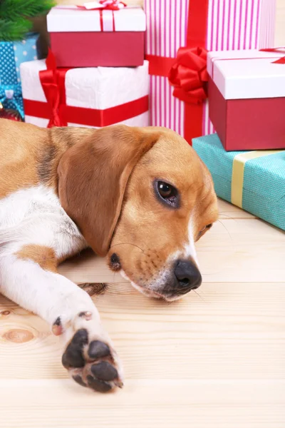 Beagle Hund mit Weihnachtsgeschenken — Stockfoto