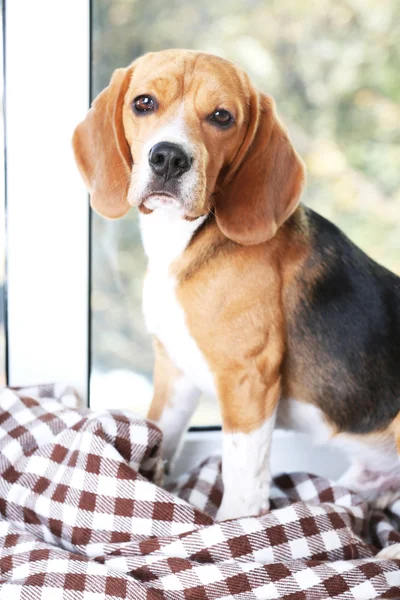 Beagle psa na pozadí okna — Stock fotografie