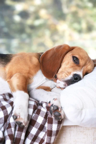 Tired beagle dog — Stock Photo, Image