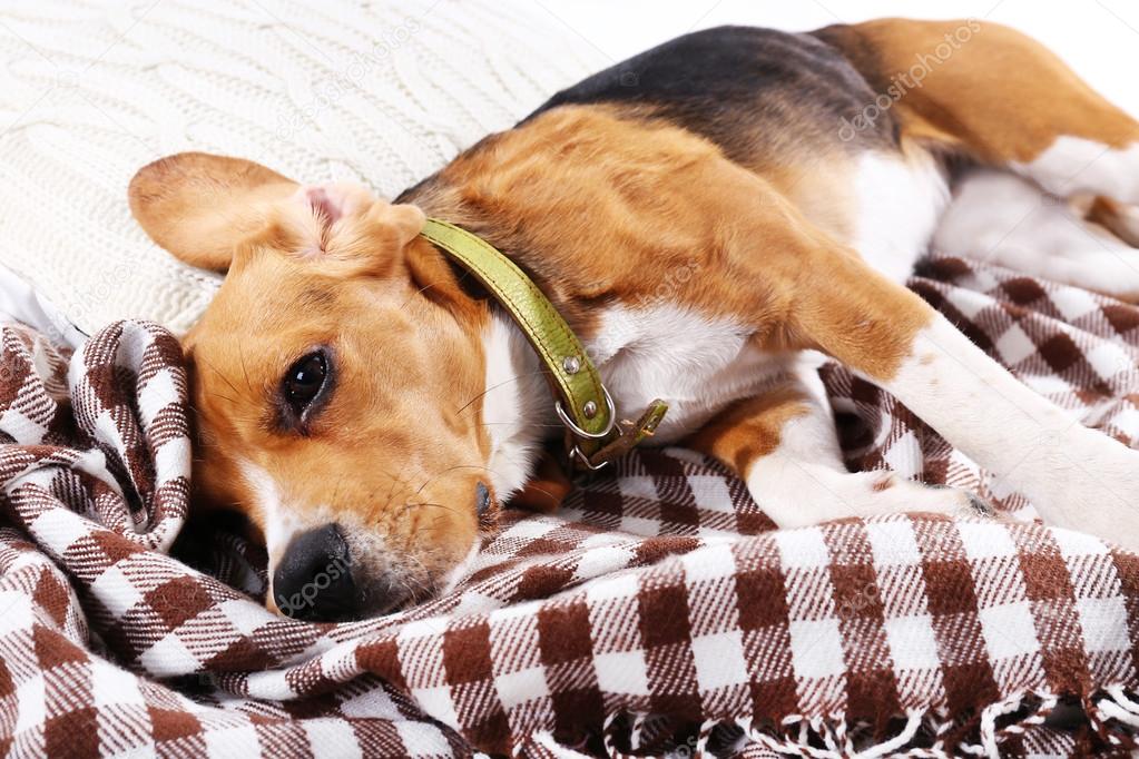 Собака поджимает хвост. Собачка дышит с открытым ртом. Собака дышит и трясется. Собака часто дышит во сне. Собака которая разорвёт медведев.