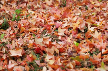 güzel sonbahar yaprakları