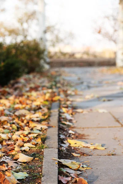 Road with autumn leaves in park — Stock Photo, Image