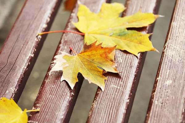 Herfstbladeren op houten bankje in het park — Stockfoto