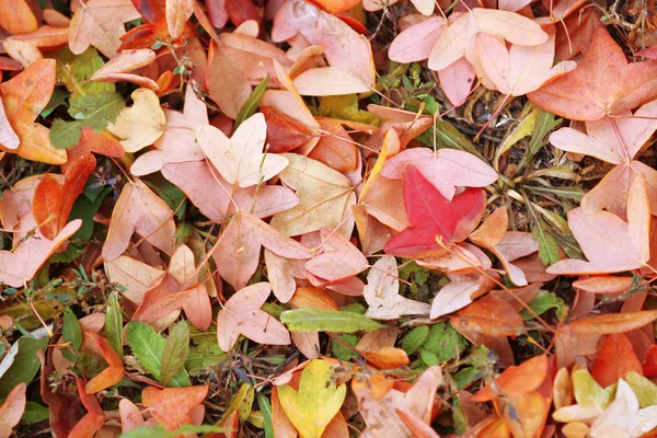 Beautiful autumn leaves — Stock Photo, Image