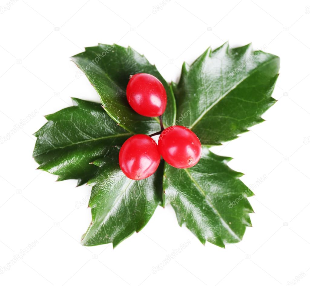 European Holly with berries