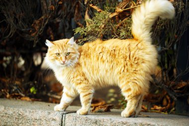 Güzel büyük kedi.