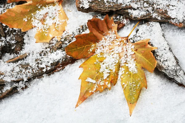 秋の紅葉に雪 — ストック写真