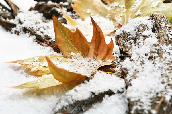 Autumn leaves in snow — Stock Photo, Image