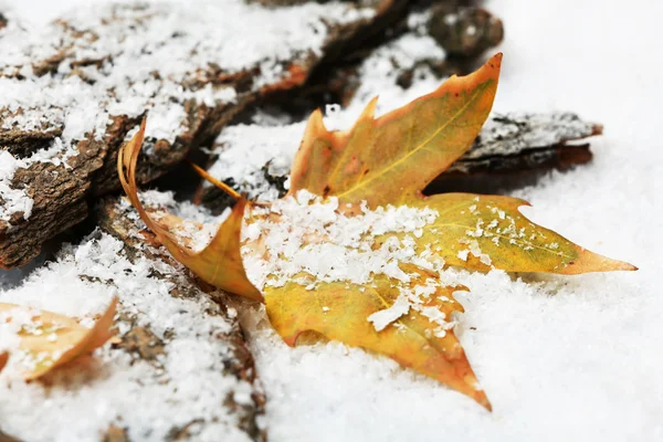 Autumn leaves in snow — Stock Photo, Image