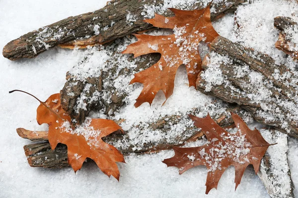 Hojas de otoño en la nieve — Foto de Stock