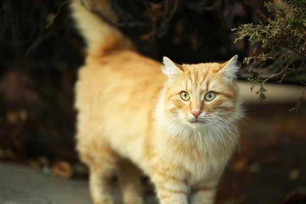 漂亮的大猫 — 图库照片