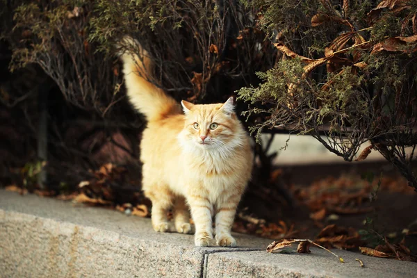 Grande gato bonito — Fotografia de Stock