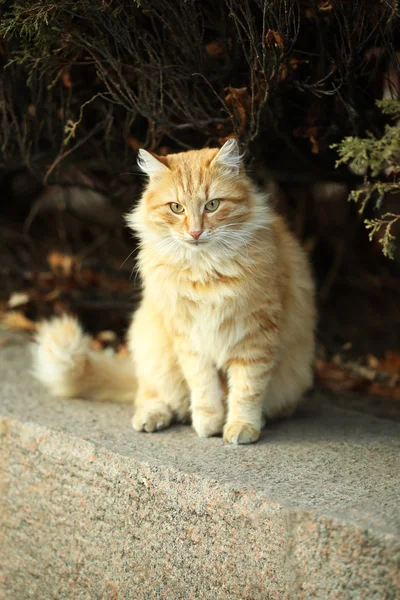 美しい大きな猫 — ストック写真