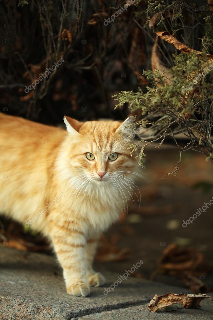 Beautiful Big Fluffy Cat Beautiful Big Cat Discounts Stock Photo