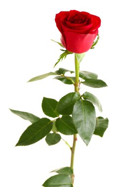 güzel kırmızı gül