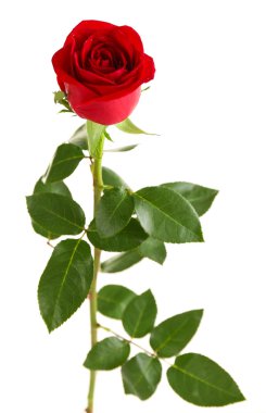 güzel kırmızı gül