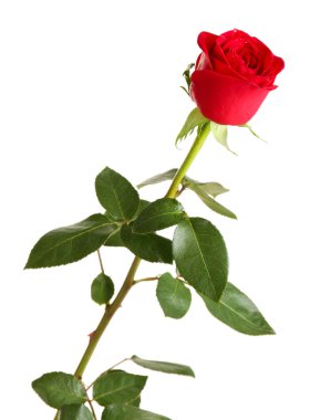 güzel kırmızı gül