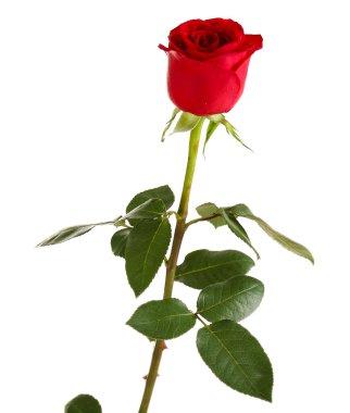 güzel kırmızı gül