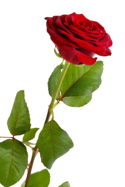 Schöne rote Rose — Stockfoto