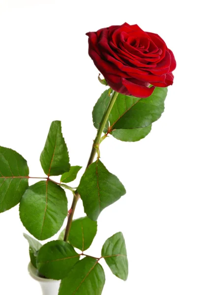 Hermosa rosa roja — Foto de Stock