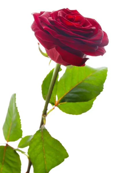 Schöne rote Rose — Stockfoto