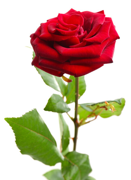 Beautiful red rose