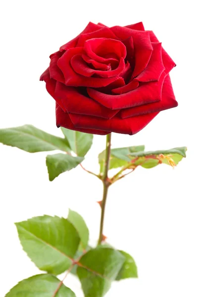 Schöne rote Rose — Stockfoto