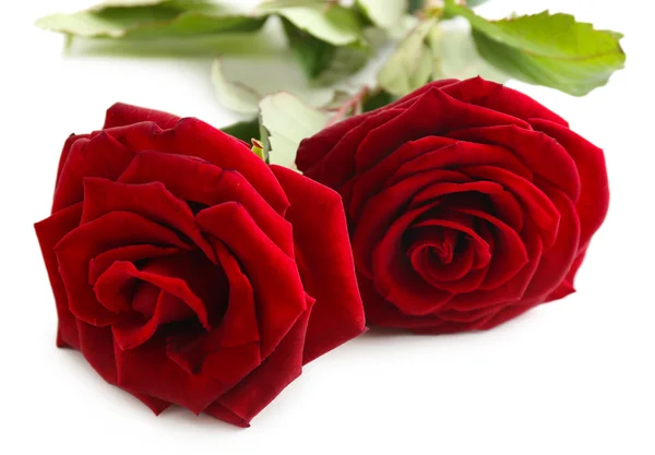 Belle rose rosse — Foto Stock