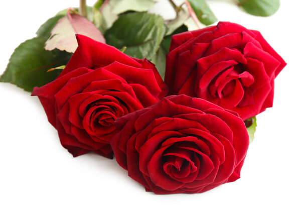 Beautiful red roses