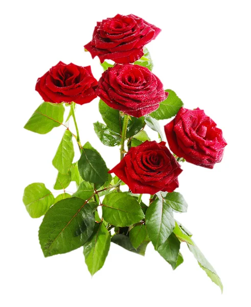 Hermosas rosas rojas — Foto de Stock