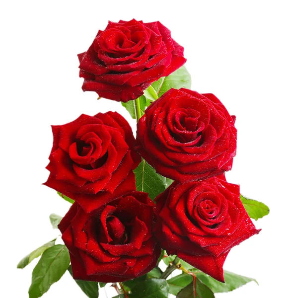 Hermosas rosas rojas — Foto de Stock