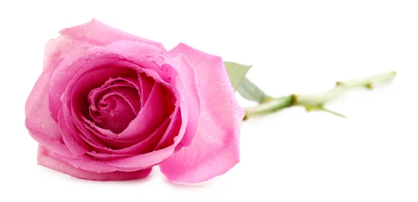 Schöne rosa Rose — Stockfoto