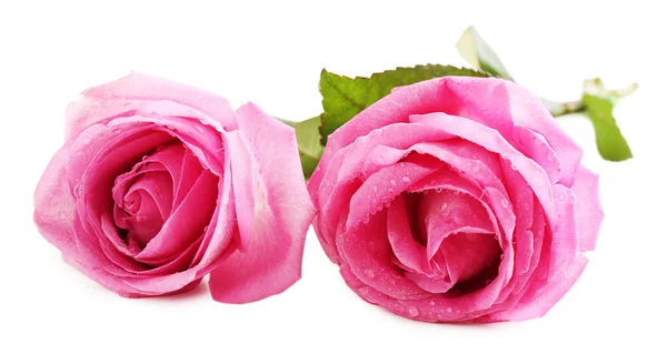 Hermosas rosas rosadas — Foto de Stock