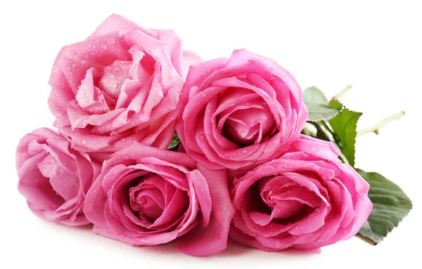 Hermosas rosas rosadas — Foto de Stock