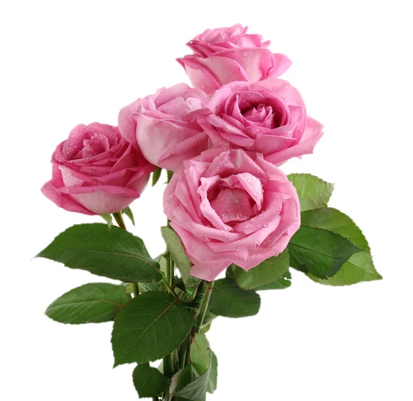 Schöne rosa Rosen — Stockfoto